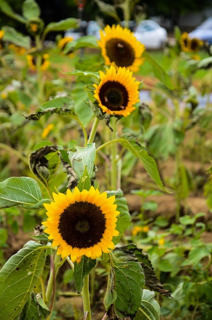 Tournesol Helianthus dans le jardin