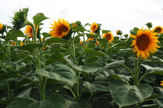 Le tournesol Helianthus est un genre de plantes de la famille des Astéracées Tournesol annuel et tournesol tubéreux Champ agricole Bourgeon en fleurs avec des pétales jaunes Feuilles velues Skyline de la Serbie