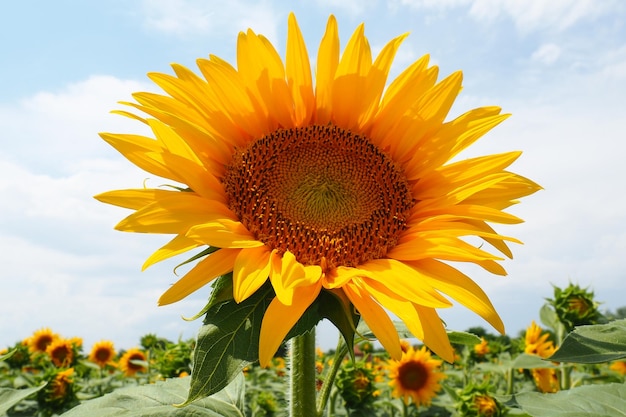 Le tournesol Helianthus est un genre de plantes de la famille des Astéracées Tournesol annuel et tournesol tubéreux Domaine agricole Bourgeon fleuri aux pétales jaunes Feuilles velues Serbie agriculture