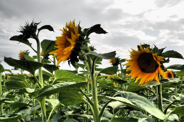 Le tournesol Helianthus est un genre de plantes de la famille des Astéracées Tournesol annuel et tournesol tubéreux Domaine agricole Ciel orageux dramatique avec nuages Horizon de la Serbie Soleil et tempête