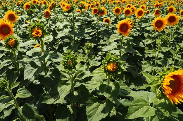 Le tournesol helianthus est un genre de plantes de la famille des astéracées tournesol annuel et tubéreux