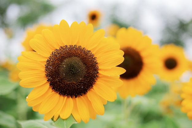 Tournesol en hiver.