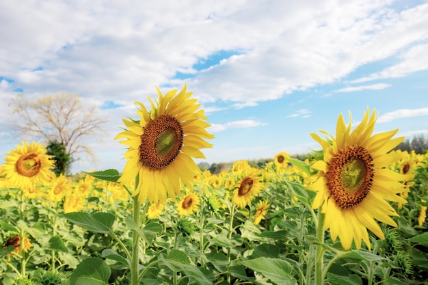 Tournesol en hiver