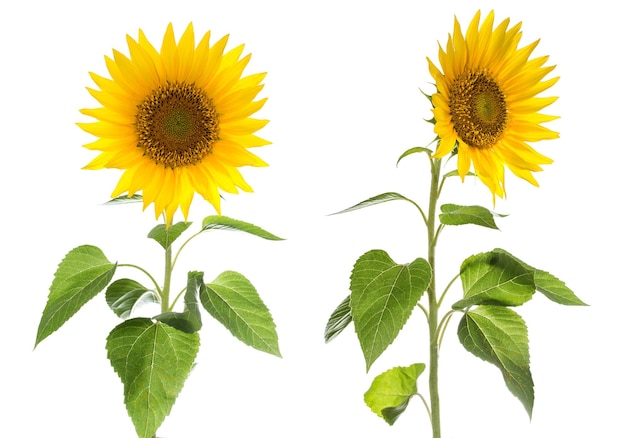 Tournesol isolé sur fond blanc