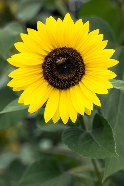 Le tournesol jaune avec de l'abeille