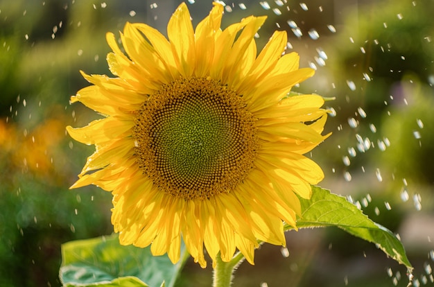 Tournesol jaune avec beaucoup de gouttelettes d&#39;eau.