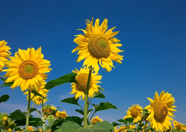 Tournesol jaune sur ciel bleu