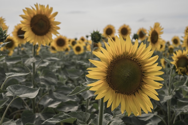 Tournesol jaune dans le champ. feuilles vertes