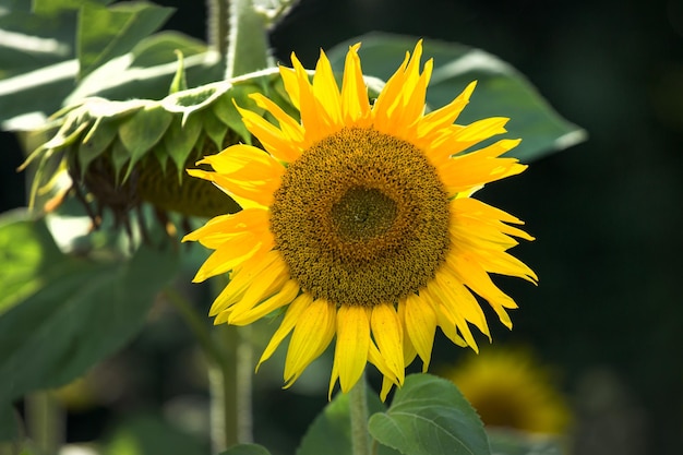 Un tournesol jaune dans le champ