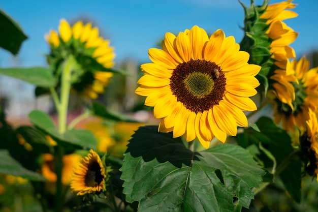 Tournesol jaune dans le jardin de tournesols.