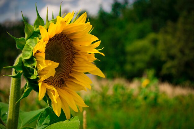 Tournesol jaune sur fond de forêt verte et champ