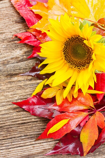 Tournesol jaune frais et feuilles d'automne sur bois