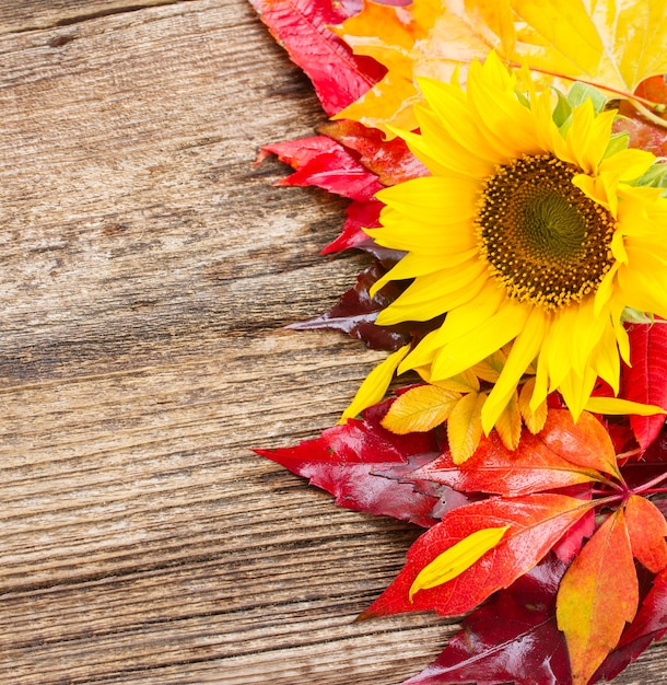 Photo tournesol jaune frais et feuilles d'automne sur fond de bois