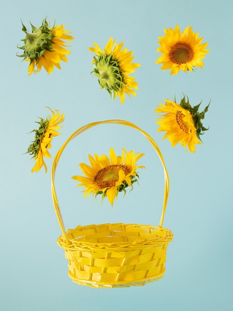 Photo tournesol jaune frais et panier lumineux jaune sur fond bleu pastel. art abstrait de la jungle tropicale de jardinage d'été