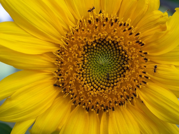 Tournesol jaune en gros plan avec des insectes marchant des insectes de fourmis