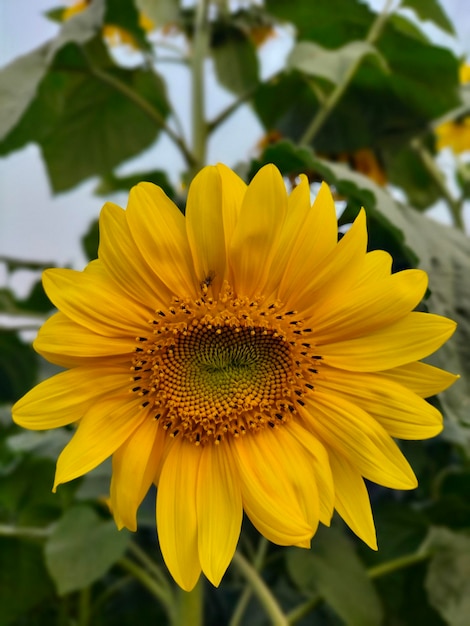 Un tournesol jaune avec un insecte dessus