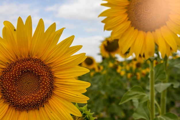 Tournesol jaune vif dans le champ de la plantation sur fond de ciel bleu par beau temps