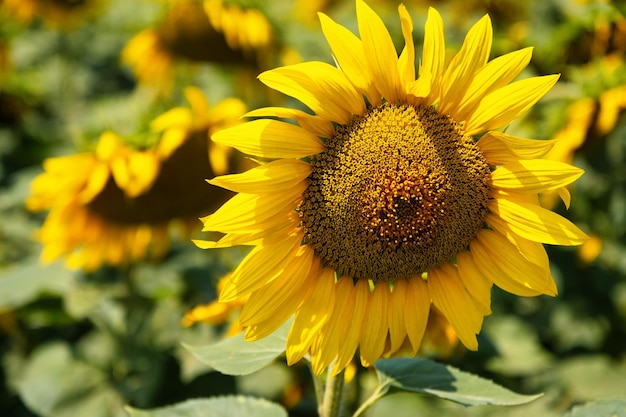 Tournesol jaune vif dans le champ