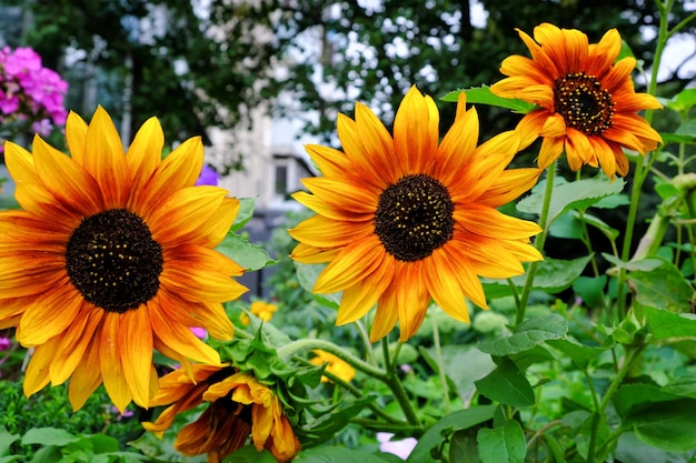 Tournesol jaune vif en fleurs