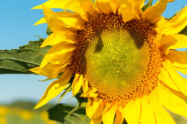 Tournesol jaune