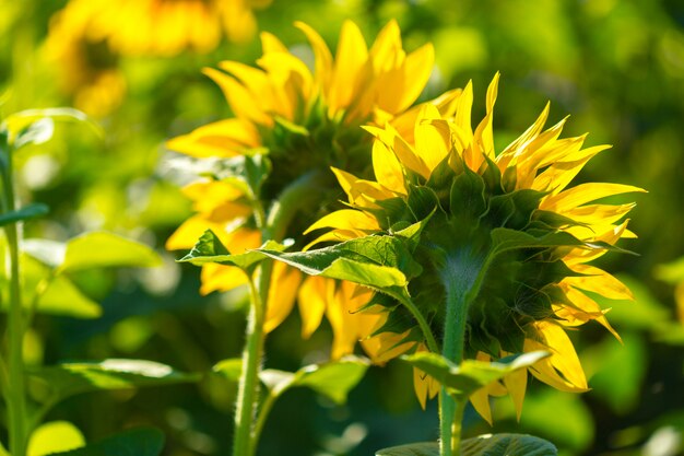 Tournesol jaune