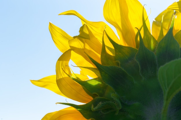 Tournesol jaune