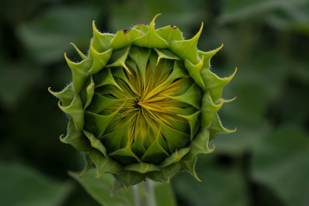 Tournesol jeune bourgeon vert gros plan sur fond flou. Image en gros plan d'une fleur verte tendre non ouverte