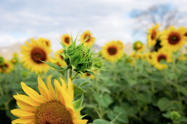 Tournesol de jeunes au ciel.