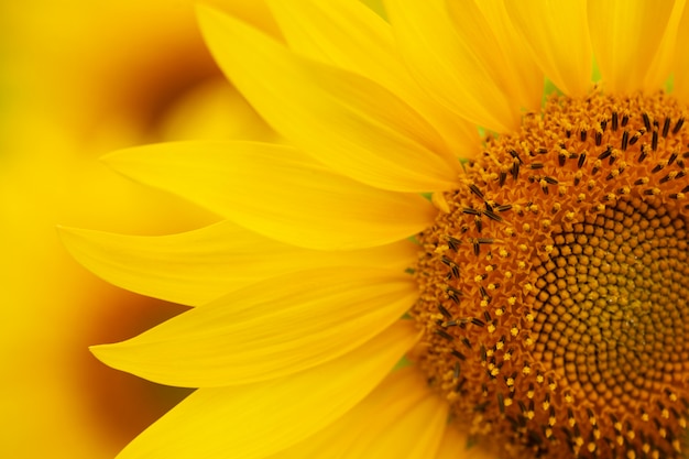 Tournesol un jour d'été se bouchent