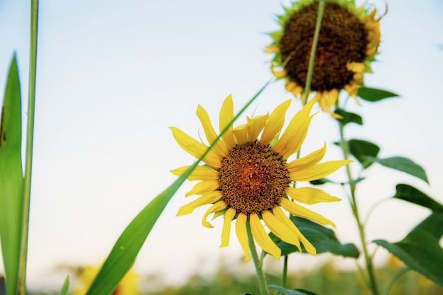 Tournesol avec la lumière du soleil.