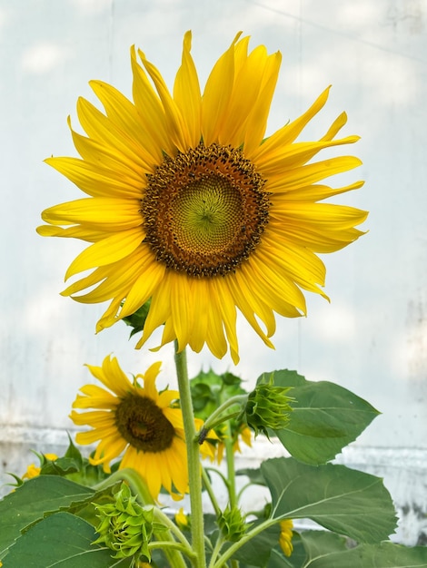 Tournesol lumineux dans le champ d'été