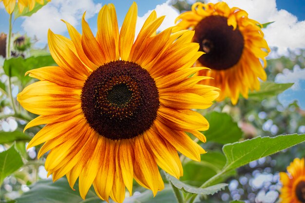 Tournesol lumineux décoratif dans le jardin contre le ciel bleu. Contexte de connaissances flou. Belle fleur dans le jardin.