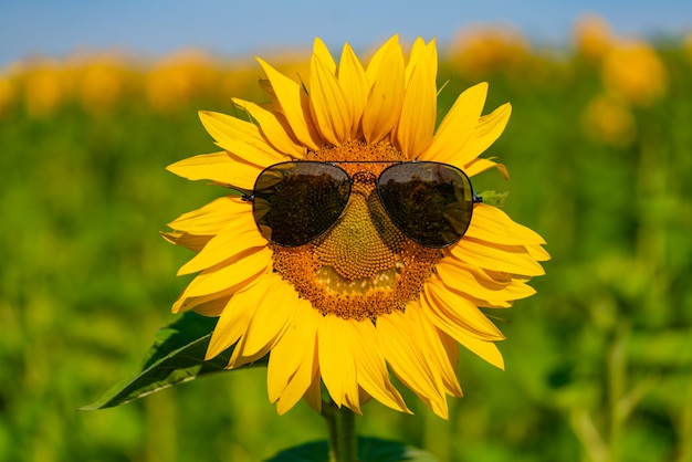 Tournesol à lunettes de soleil fleurit dans le champ en été. Fermer