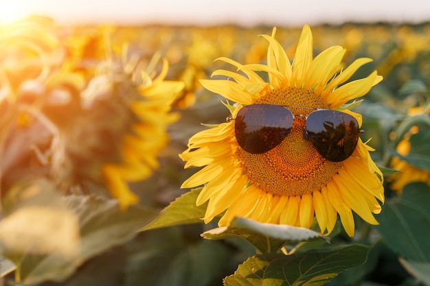 Tournesol en lunettes de soleil noires contre le soleil couchant.