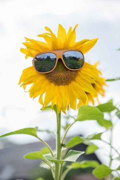 Tournesol avec des lunettes sur le terrain