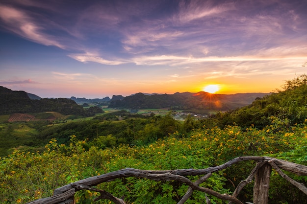 Tournesol Mexicain, Belle Fleur Sur Phu-pa-pao, Province De Loei, Thaïlande.