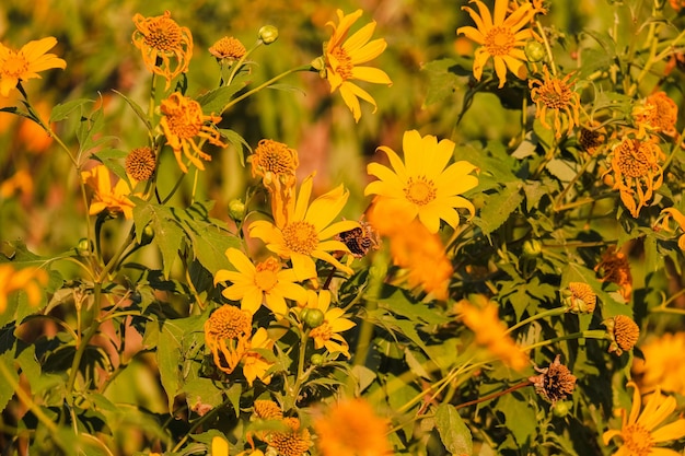 Tournesol Mexicain Avec Ciel Bleu Sur La Montagne. Close-up Tree Marigold Ou à Mae Moh, Lampang, Thaïlande. Beau Paysage.