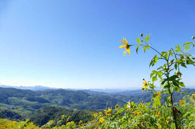 Tournesol mexicain en fleurs sur la colline