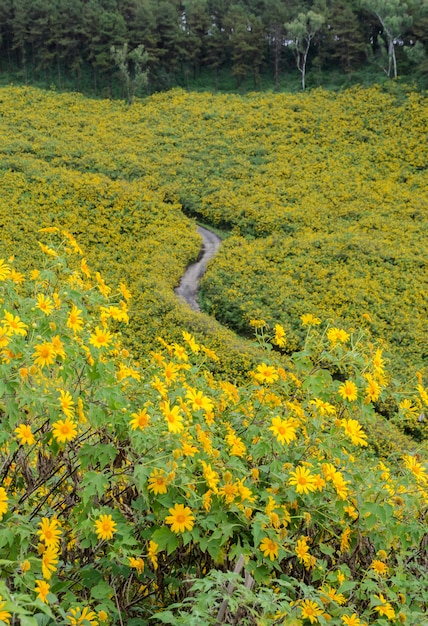 Tournesol mexicain sauvage fleurissant montagne à Meahongson, Thaïlande