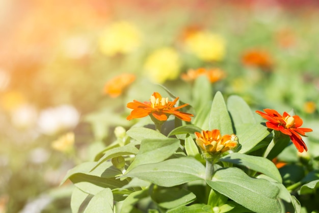 Le tournesol mexicain