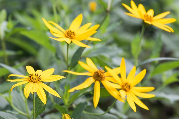 Photo le tournesol mexicain