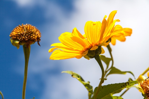 Tournesol mexicain