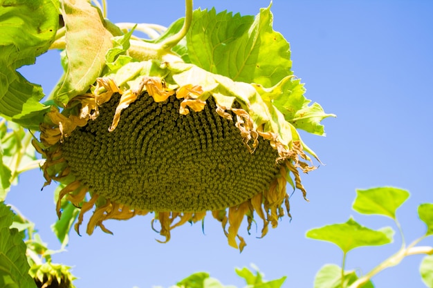 Un tournesol mûr avec des graines contre le fond de ciel bleu