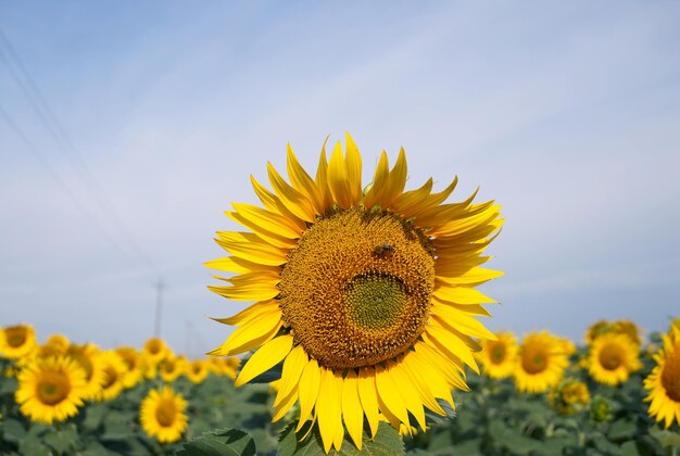 Le tournesol mûrissant dans le champ