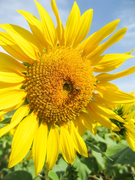 Tournesol à l&#39;or jaune vif avec de petites abeilles mellifères