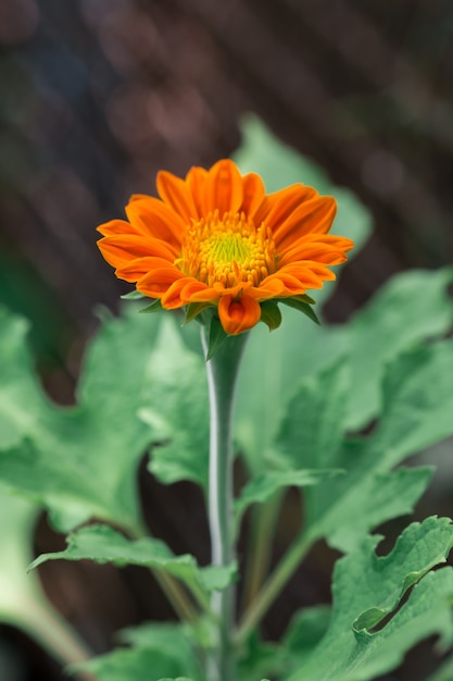 Tournesol orange au Mexique