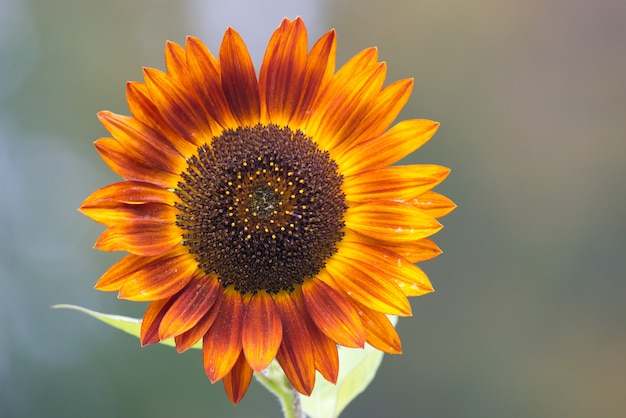 Tournesol orange