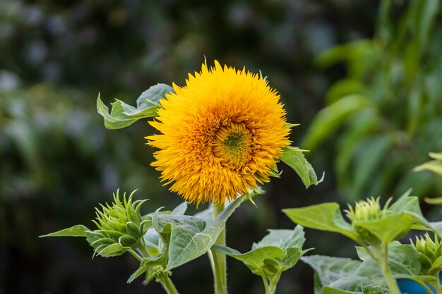 Tournesol ornemental Sonnengold dans la fleur de jardin