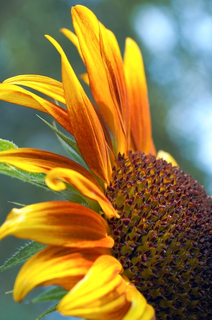 Tournesol ornemental