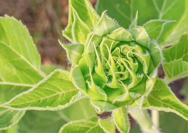 Tournesol par temps sec